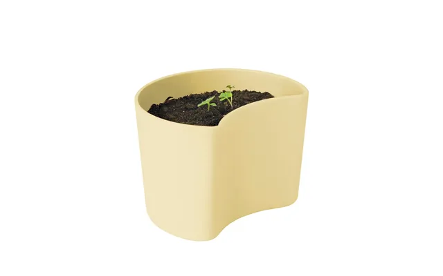 Rig-tig Your Tree Pot With Seeds Yellow Beech