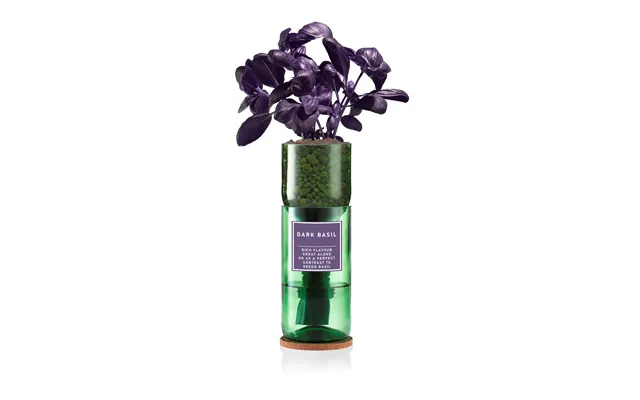 Dark Basil Purple