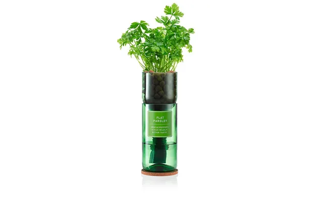 Flat Parsley