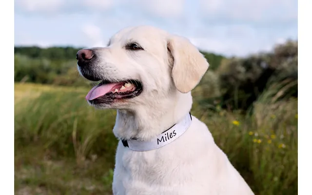 Personalised Dog Collar Large 3cm