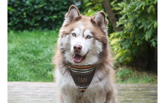 Personalised Pet Bandana