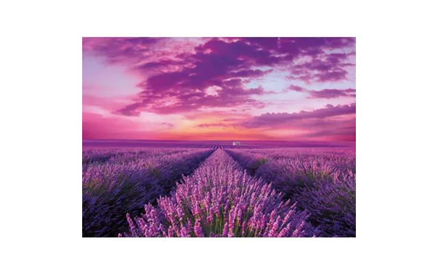 Lavender Field