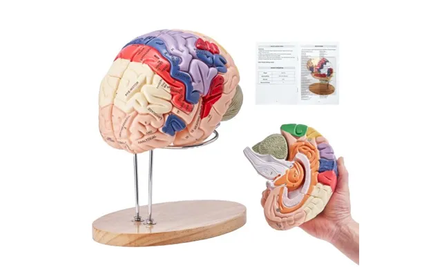 Vevor Human Brain Model Anatomy - 2x Life-size 4-part Human Brain Anatomical Model With Labels & Display Base product image