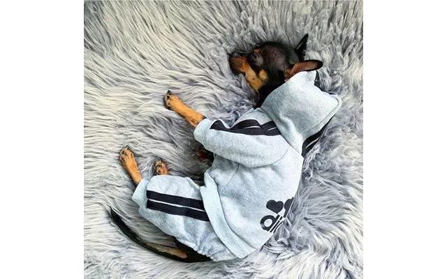 Pet Dog Clothes Fo Small Dogs Fench Bulldog Winte Puppy Costume Chihuahua Pug Pets Cat Hoodie Sweate Jacket product image