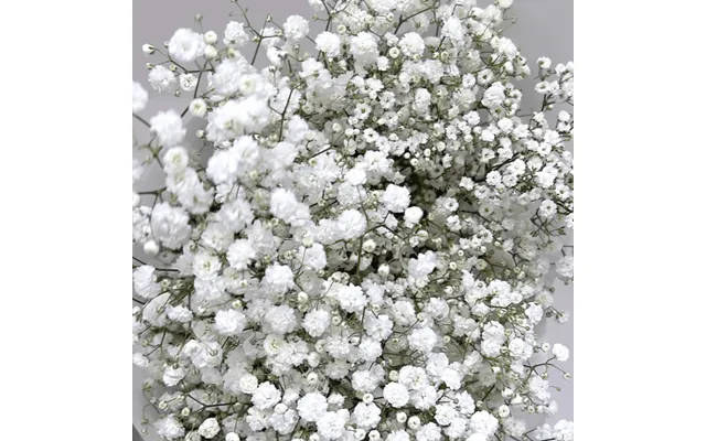 Baby's Breath - Letterbox Just White