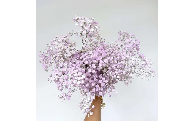 Baby's Breath - Letterbox Lilac White