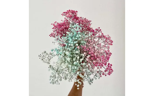 Baby's Breath - Letterbox Pink Blue