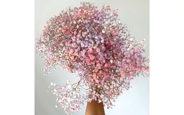 Baby's Breath - Letterbox Pink Purple