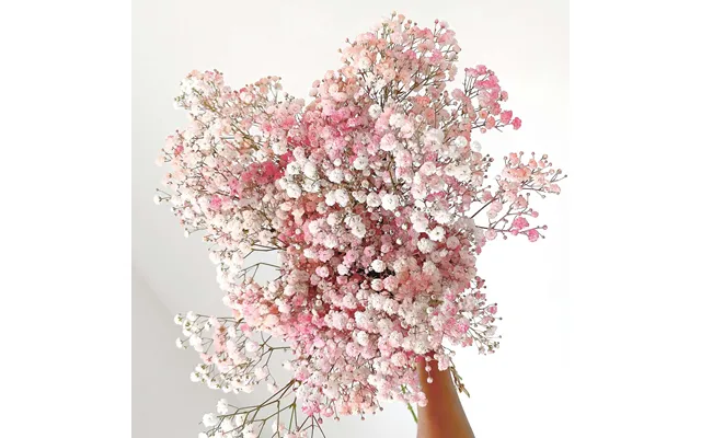 Baby's Breath - Letterbox Pink White