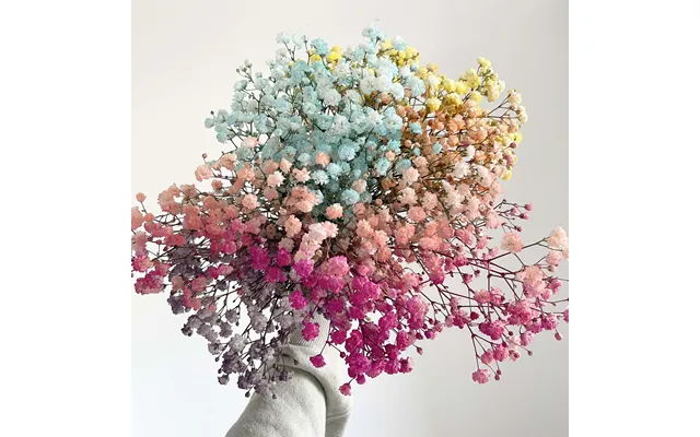 Baby's Breath - Letterbox Rainbow
