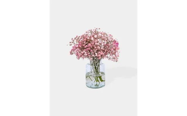 Baby's Breath - Letterbox Yellow White