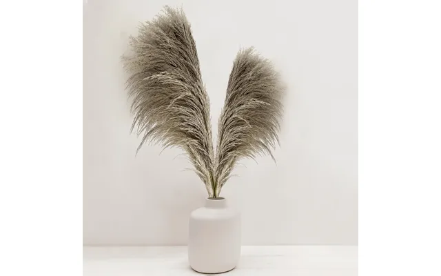 Pampas - Beige X4