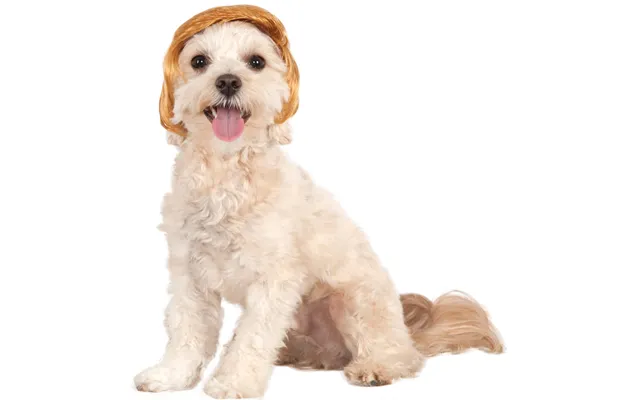 Pawlitical Billionaire Wig Pet Costume - M L