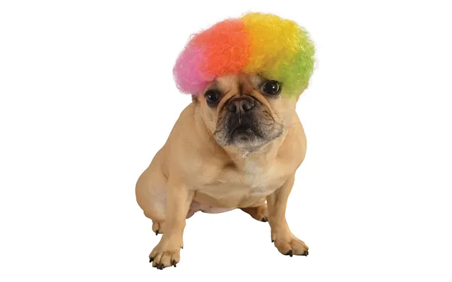 Rainbow Afro Pet Wig - S M