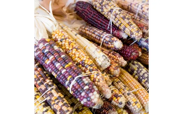 Carousel Ornamental Corn Garden Seeds - 1 Lb product image