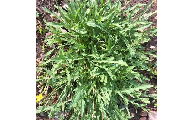Wild Arugula Herb Garden Seeds - 5 Lb Bulk product image