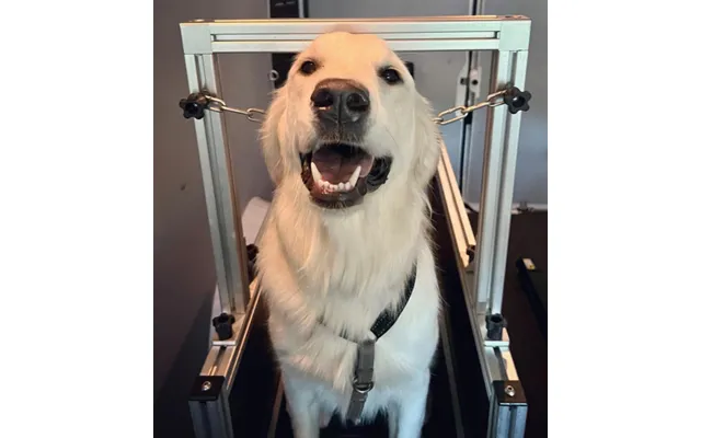 High Quality Dog Treadmill Running Equipment For Dog Treadmill Dog Exercise Equipment