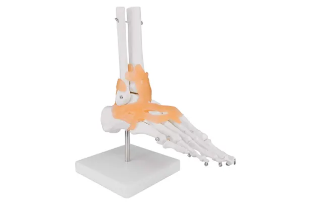 Life Size Foot Joint Model With Ligamentskouber Human Anatomical Model