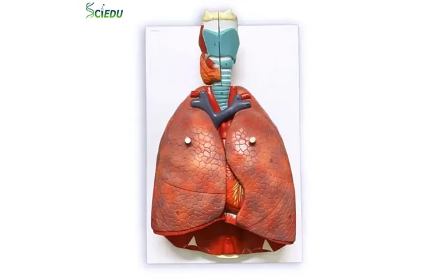 Sciedu Respiratory System Model Medical Human Anatomy Model Lung Heart Model Medical Science Teaching Equipment
