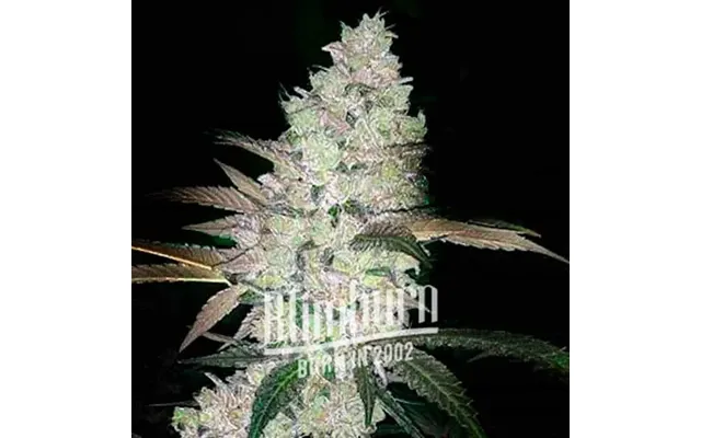 Apple And Bananas Cannabis Extraction