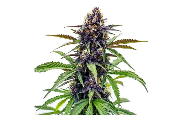 Black Cherry Soda