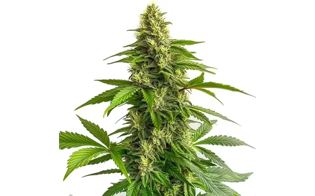 Bruce Banner 3 Fbv