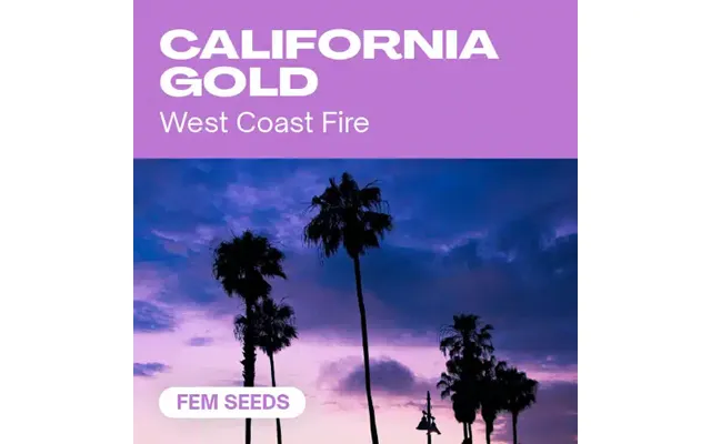California Gold