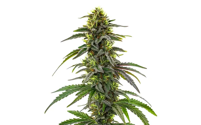 Cbd Cafe Racer