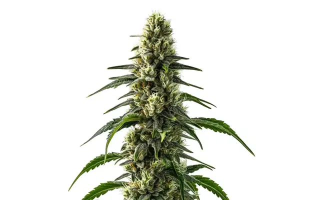 Cbd Strawberry 1 25