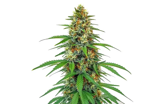 Cbd Tangie 1 15