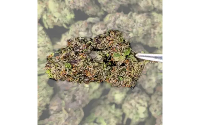Cement Shoes Thca Flower