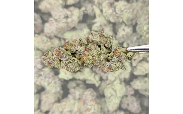 Chernobyl Thca Flower