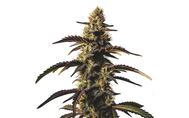 Chocolate Mint Og
