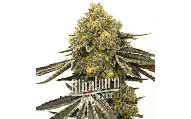 Critical Fast Bud Auto