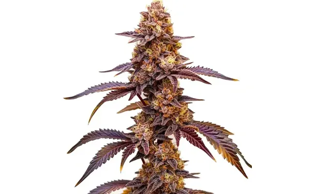 Dark Star Auto