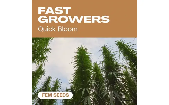 Fast Growers