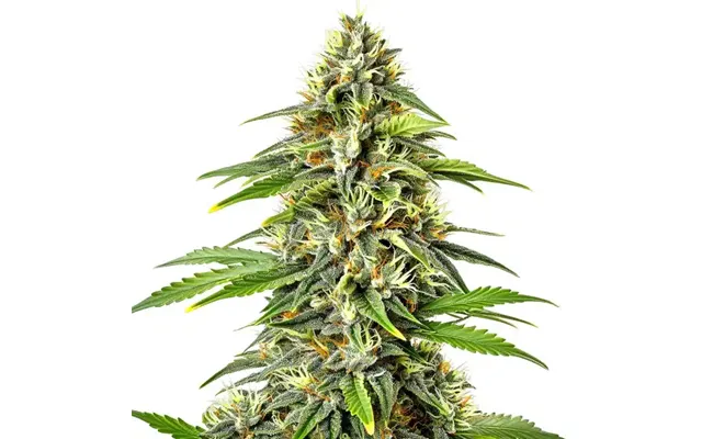 Fire Kush Auto
