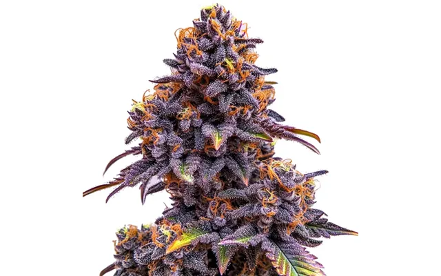 Forbidden Fruit Auto