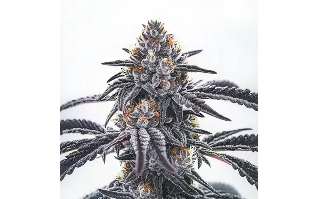 Frosty Blue Og
