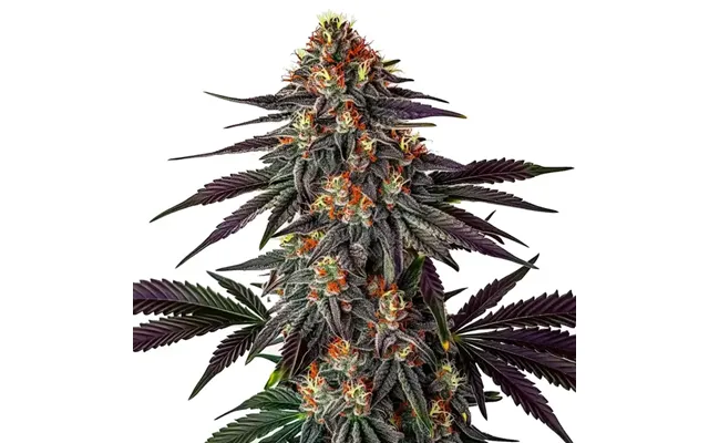 Gelato X Honey Drop