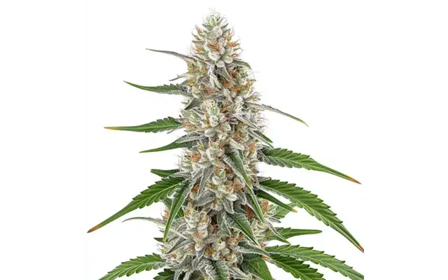 Girl Scout Cookies X Og Kush Regular