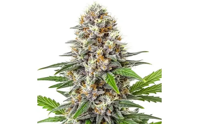 Gorilla Punch Auto