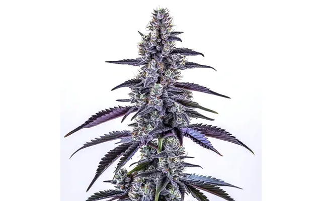 Grape Ape Autoflower