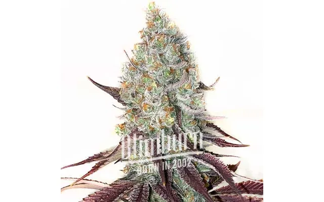 Guava Cannabis Extraction