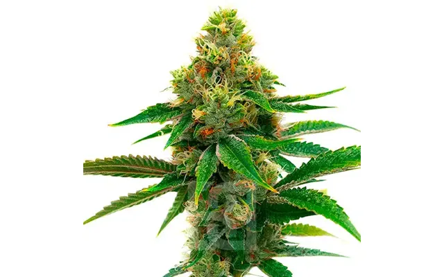 Honey Banana Cannabis Extraction