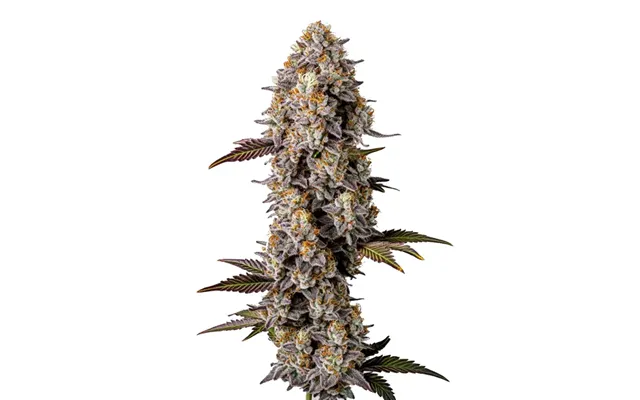 Lemon Cherry Gelato
