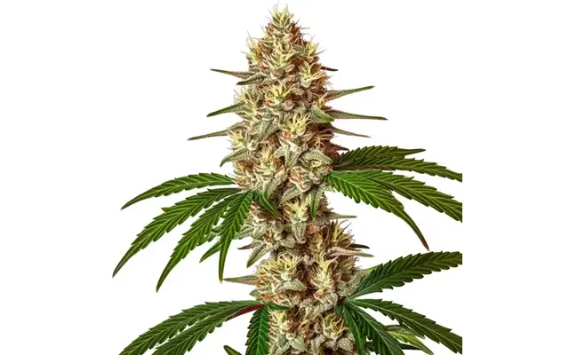 Lemon Jack Autoflower