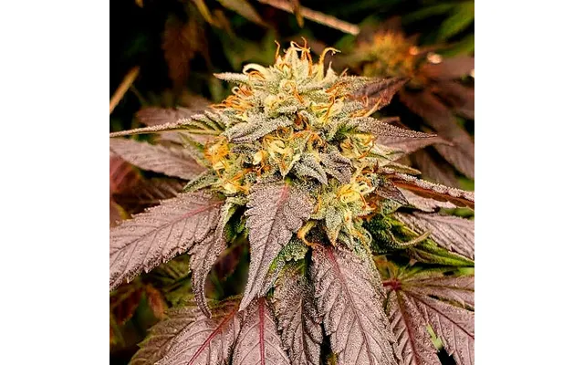 Lemon Star