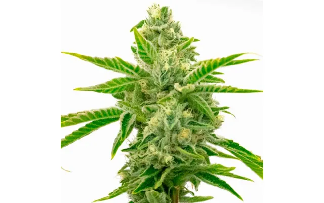 Lemon Tree X Channel Kush