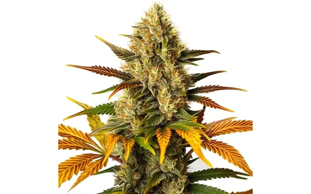 Lemon Tree X Zkittlez